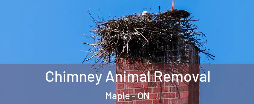 Chimney Animal Removal Maple - ON