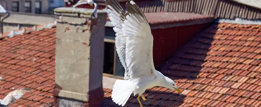 Residential Chimney Animal Removal Solution in Maple, ON