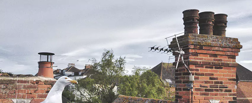 Chimney Cleaning And Restoration in Maple, Ontario